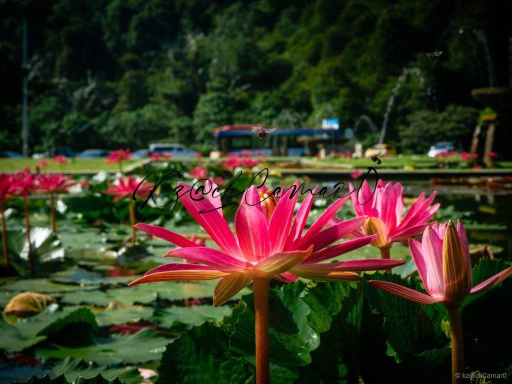 NATURE (FLOWERS)