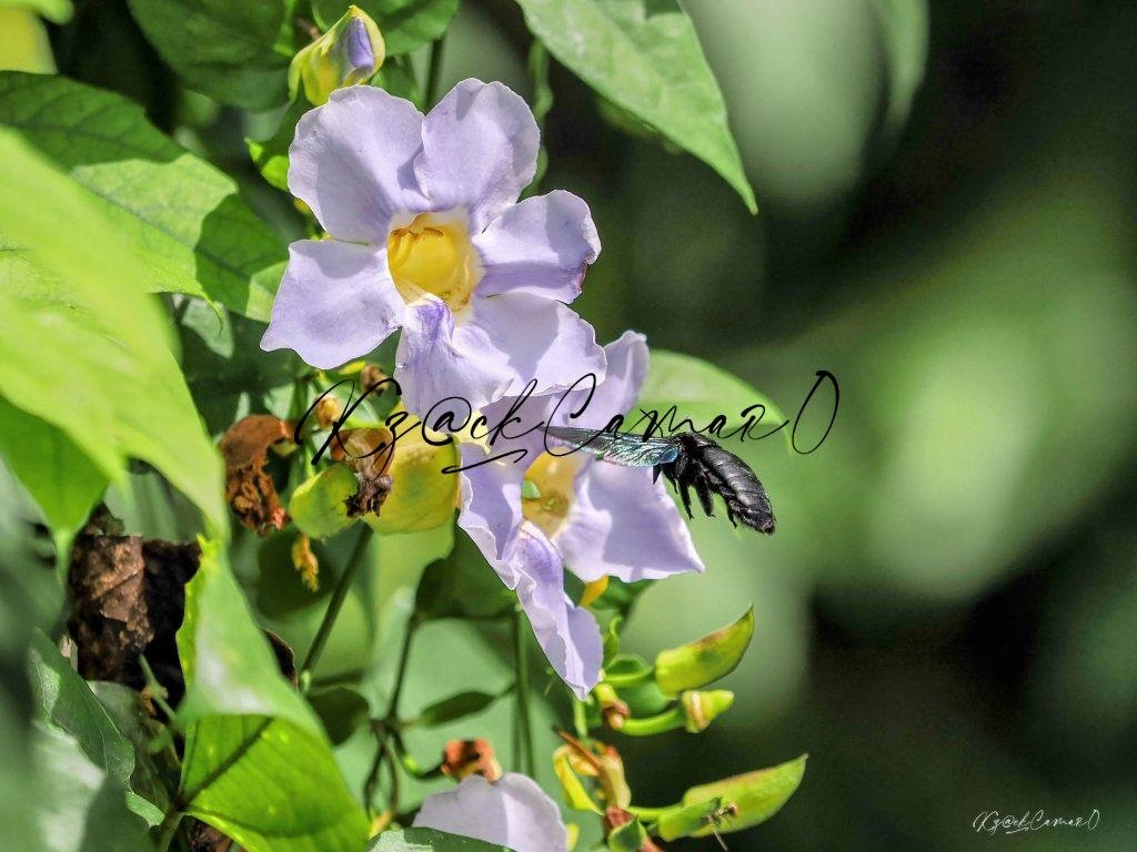 NATURE (FLOWERS)