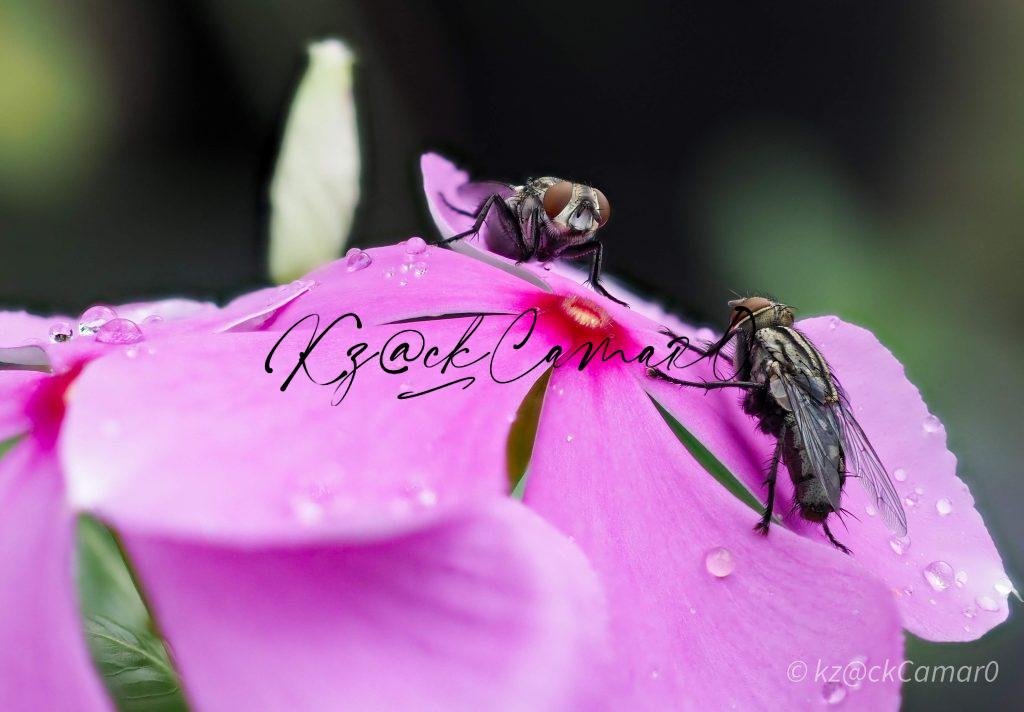 NATURE (FLOWERS)